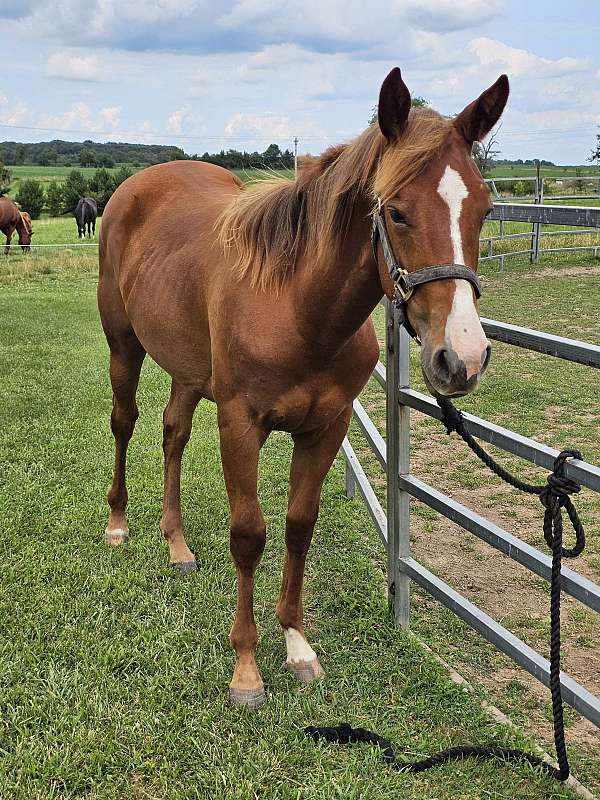 sorrel-blaze-socks-horse