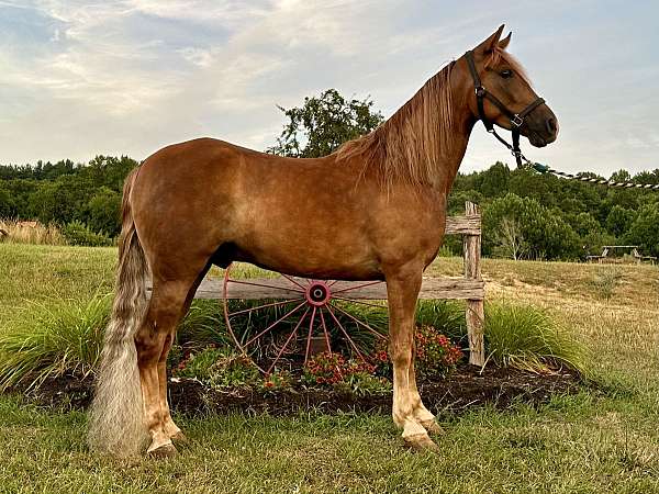 backyard-tennessee-walking-horse