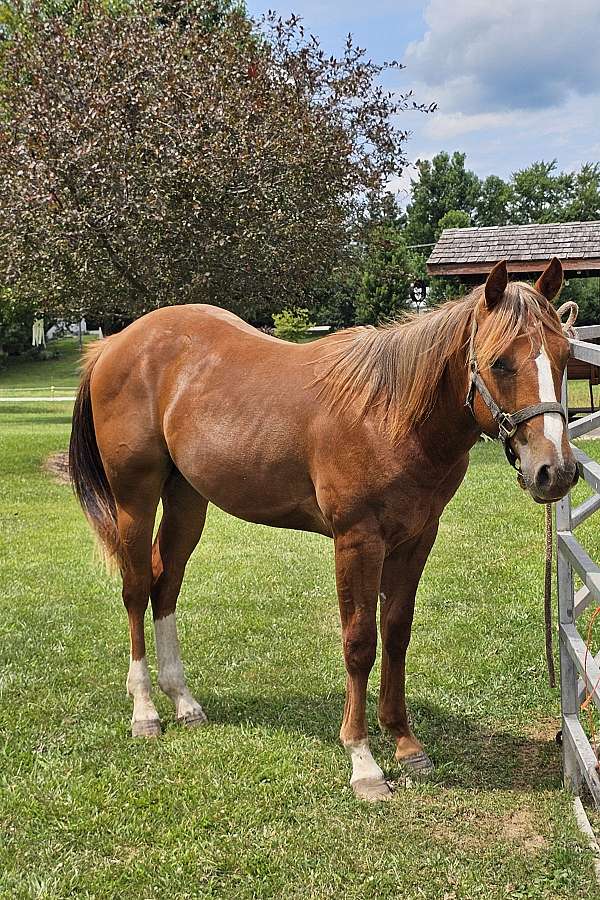 blaze-socks-white-belly-patch-horse