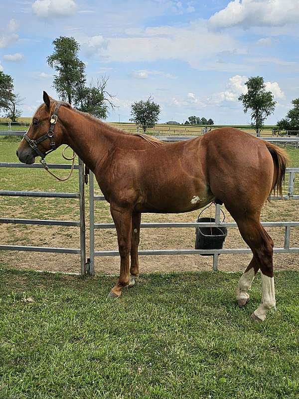 sorrel-blaze-socks-white-belly-patch-horse