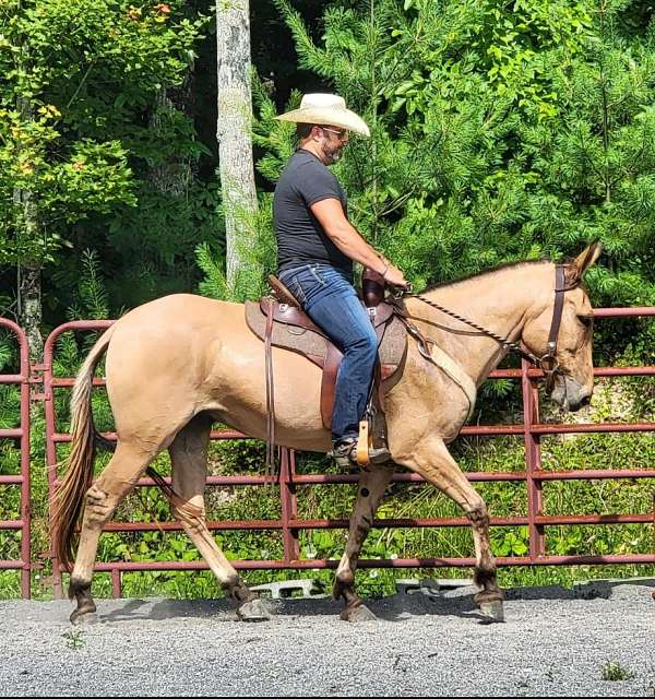 dun-w-blk-points-hunt-seat-equitation-horse