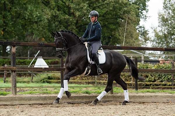 crosses-water-warmblood-horse