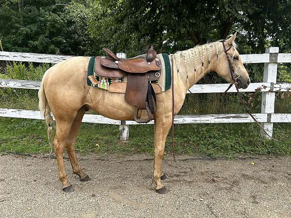 quarter-pony-gelding