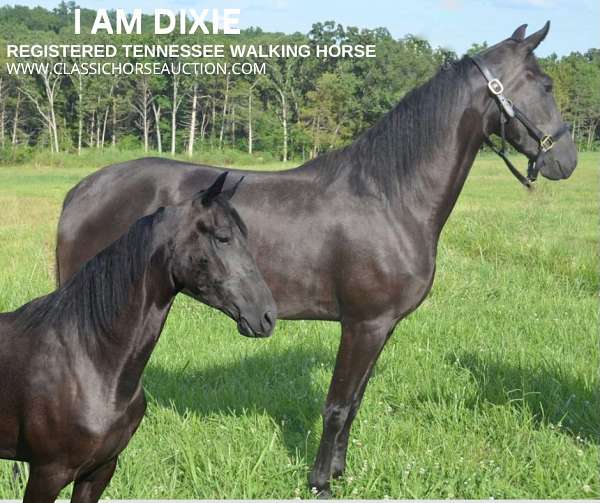 amazing-disposition-tennessee-walking-horse