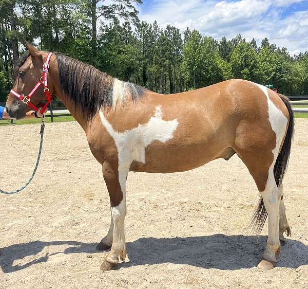 pinto-quarter-horse-gelding