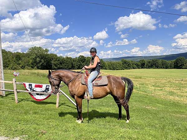 three-white-socks-horse