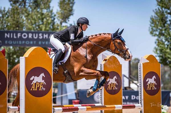 dressage-oldenburg-horse