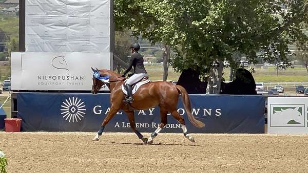 eventing-oldenburg-horse