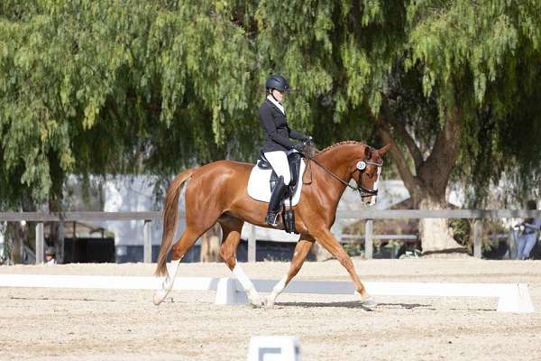 all-around-oldenburg-horse