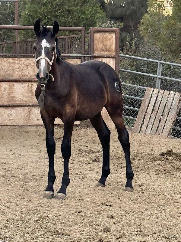 andalusian-colt