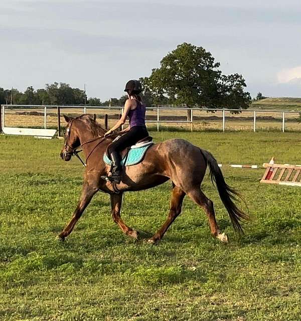 ranch-work-quarter-horse