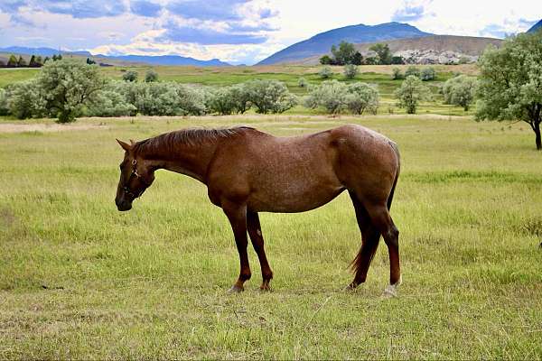 red-roan-none-horse