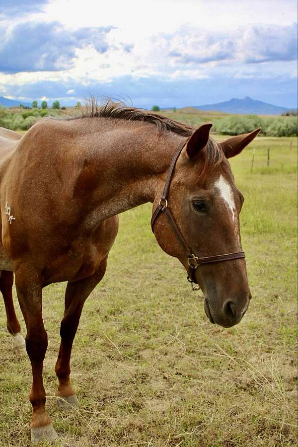 beginner-safe-quarter-horse