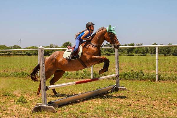 husband-safe-quarter-horse