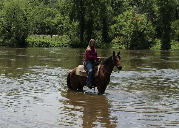 beginner-safe-quarter-pony