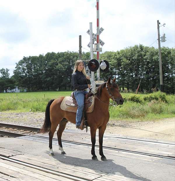 trail-quarter-pony