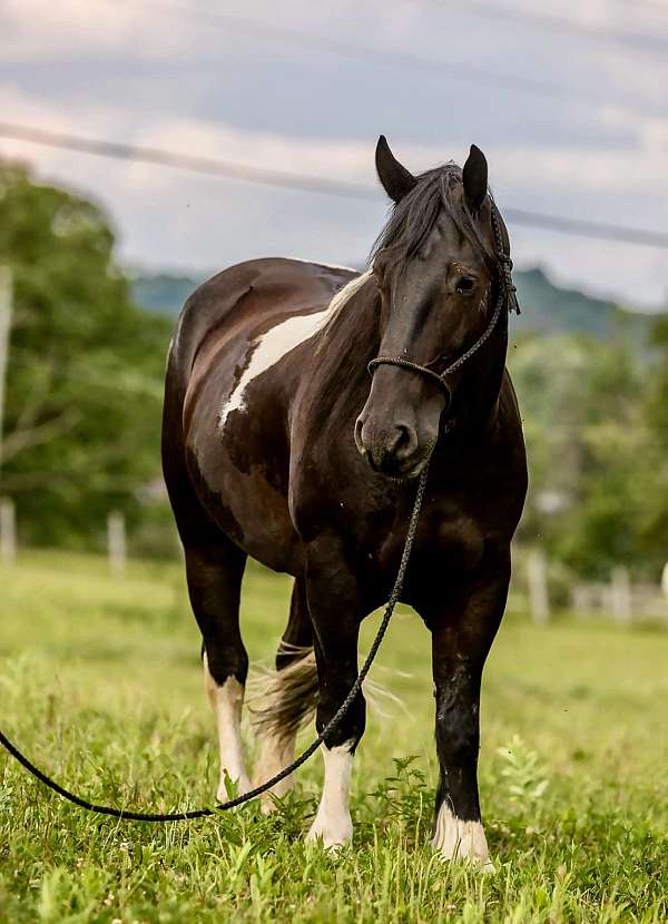 friesian-sport-horse-gypsy-vanner