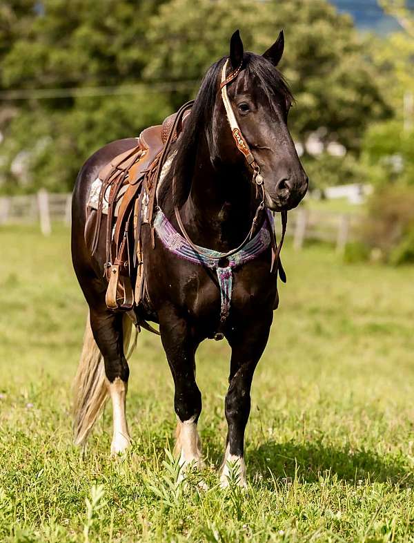 gypsy-vanner-horse