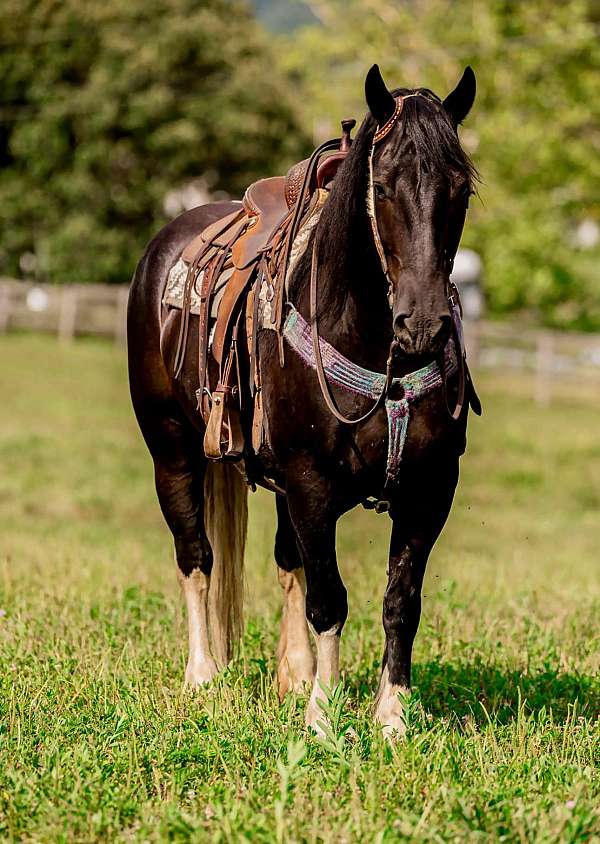 tobiano-4-stockings-horse