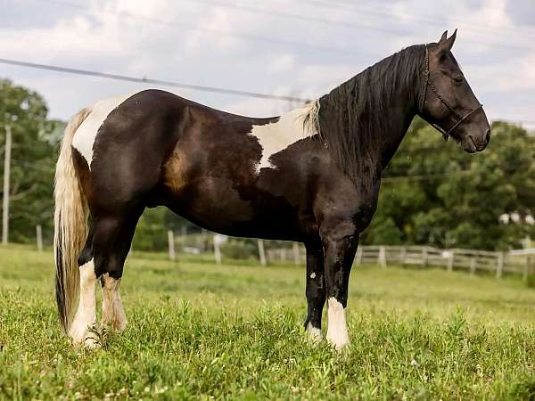 tobiano-gypsy-vanner-horse