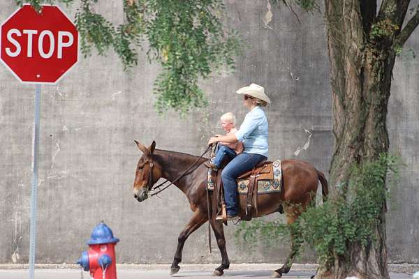 ranch-work-quarter-horse