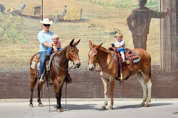 beginner-safe-quarter-horse