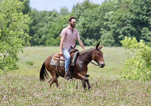 family-horse-quarter