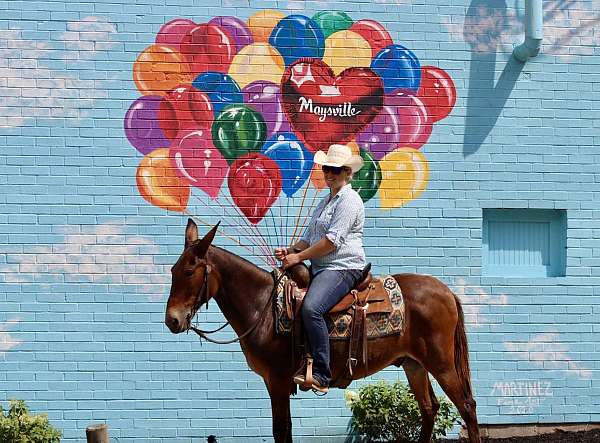 trail-quarter-horse