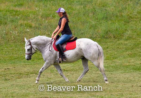 beginner-safe-quarter-pony