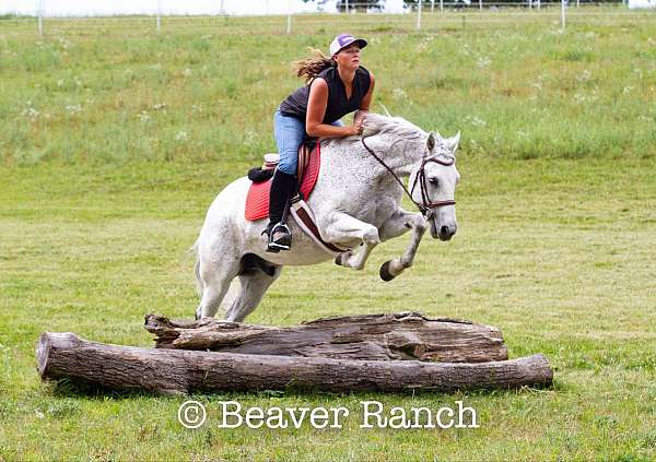 family-pony-quarter