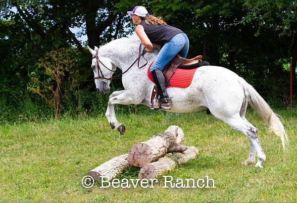 ranch-work-quarter-pony