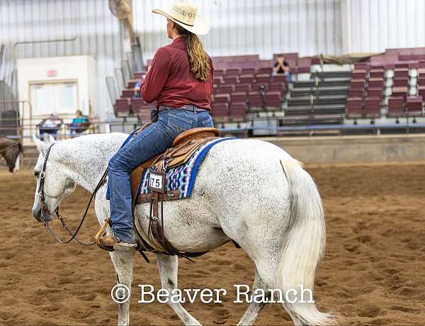 all-around-quarter-pony