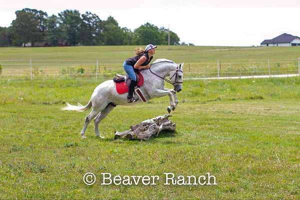 trail-quarter-pony