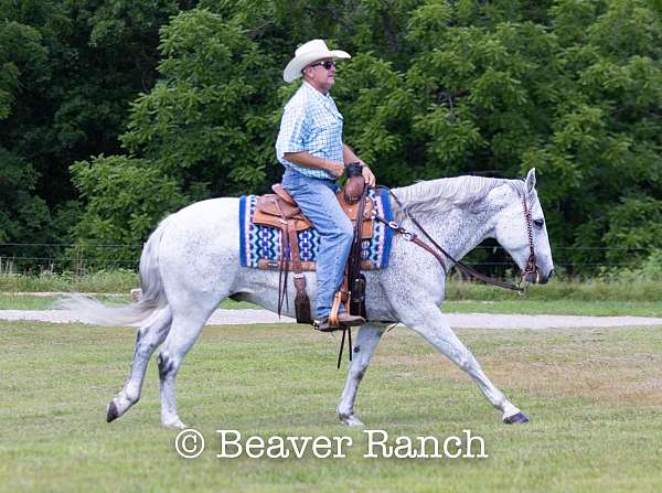 flashy-quarter-pony