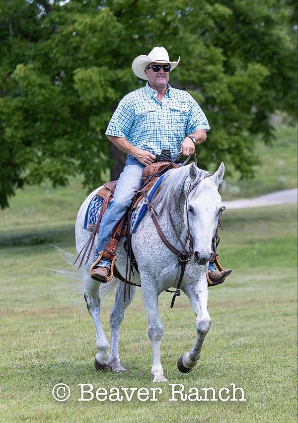 husband-safe-quarter-pony