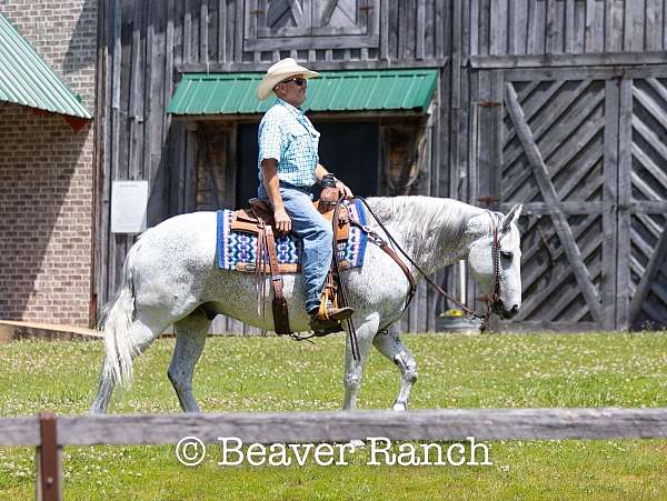 ranch-quarter-pony