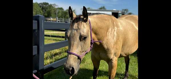 family-horse-quarter