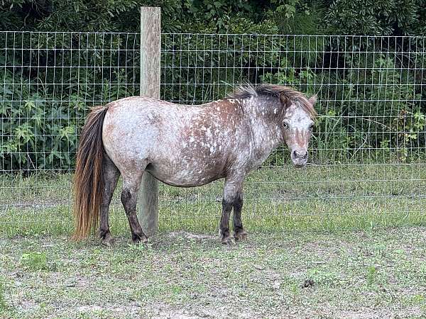 pinto-appaloosa-foal