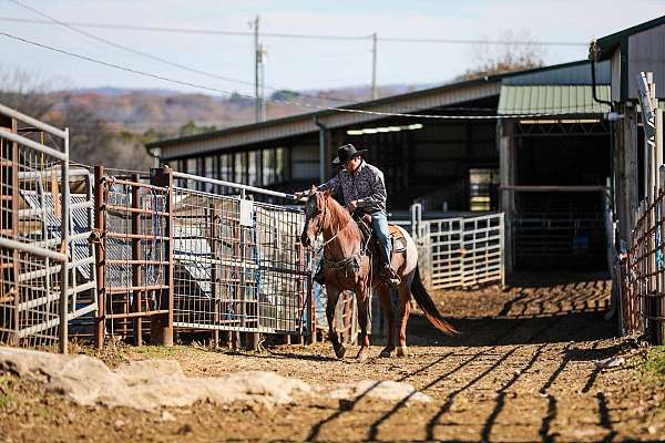 quarter-horse