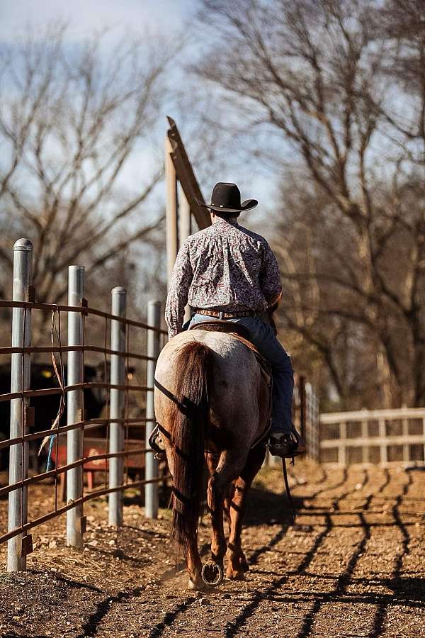 ranch-work-quarter-horse