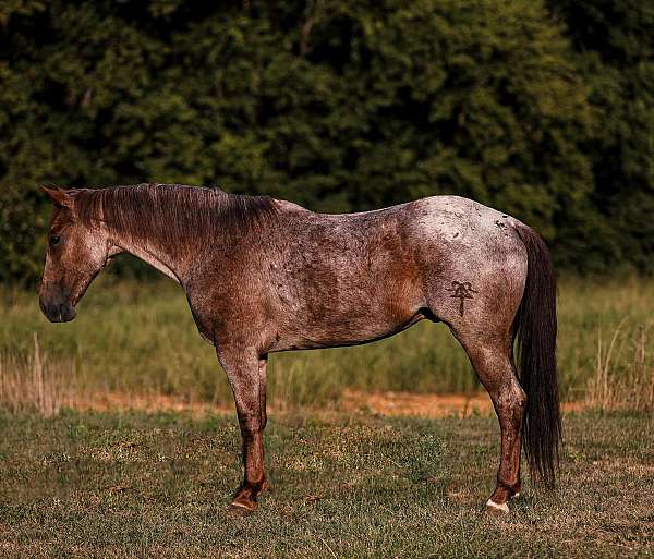 red-roan-star-horse