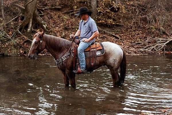 trail-quarter-horse