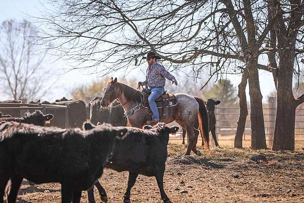 all-around-quarter-horse