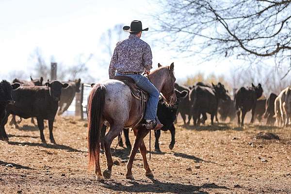 athletic-quarter-horse