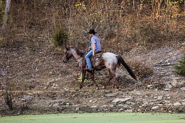 experienced-quarter-horse