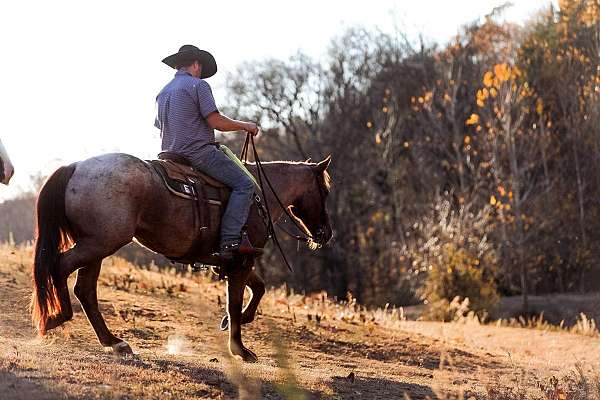 flashy-quarter-horse