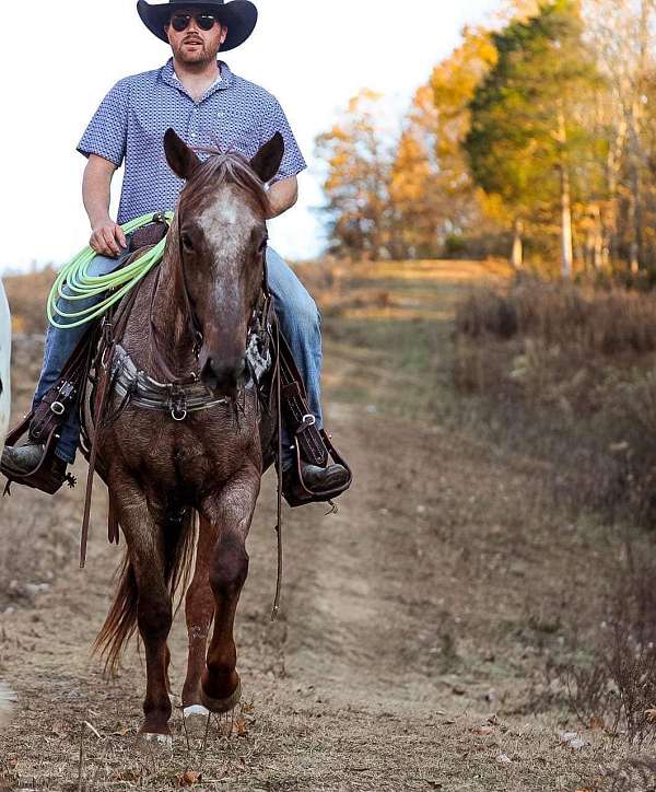 husband-safe-quarter-horse