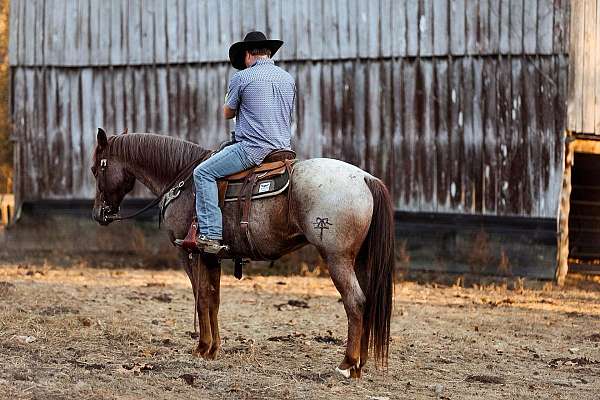 kid-safe-quarter-horse