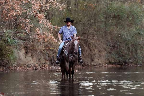 ranch-quarter-horse