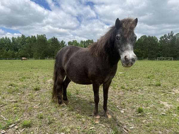 amha-amhr-appaloosa-miniature-mare-foal